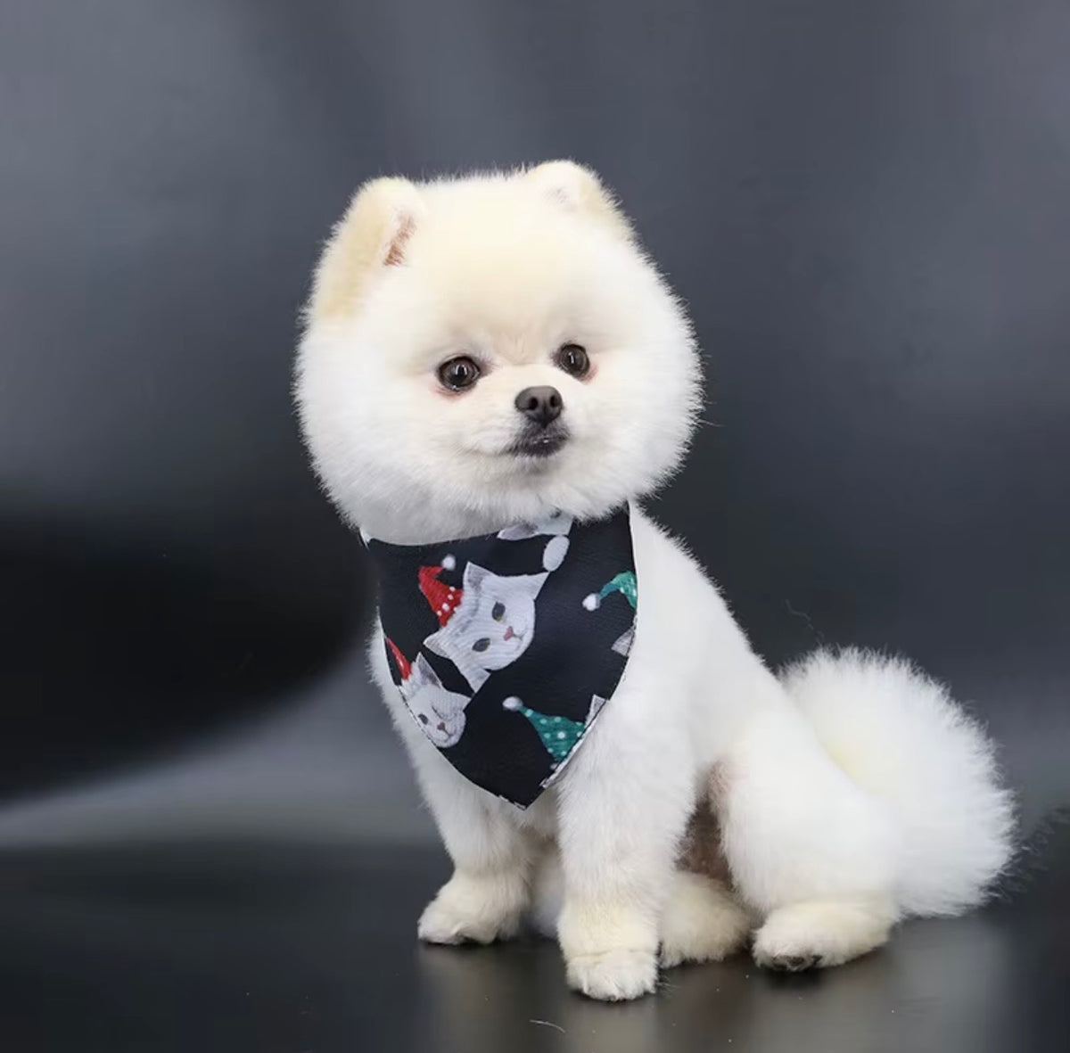 Σκύλος Pomeranian φοράει μπαντάνα με colorful κόκαλα, lifestyle